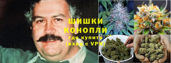 прущие грибы Белокуриха