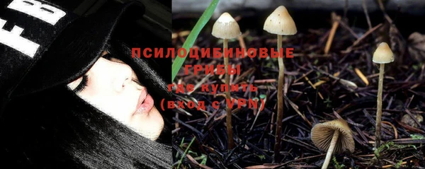 прущие грибы Белокуриха